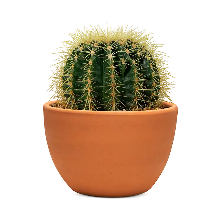 Kaktus im Topf